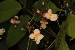 Stereospermum colais